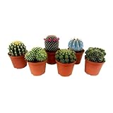 Plant in a Box - Mini Cactus Mix - Mini Kakteen - 6er Mix - Kaktus pflanzen echt - Topf 5,5cm - Höhe 5-10cm