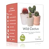 Kaktus-Set – Französische Samen 100% ökologisch – im Garten und zum Dekorieren – Geschenkidee (Pitaya „Drachenfrucht“, Ferocactus, Pilosocereus und Cactus Mix) - CULTIVEA®