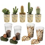vdvelde.com - Kaktus Terrarium pflanzen Set - 5 Pflanzen - - 5 Kakteen- Komplettes DIY-Set- Ohne Glas