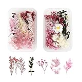 MUYAPAY Natürliche Getrocknete Blumen,2 Boxen Trockenblumen zum Basteln,Getrocknete,Getrocknete Blumen,Getrocknete Blumen für Kunst Basteln DIY Harz Scrapbooking Handwerk Karten Machen(Rose Rot)