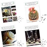 Außergewöhnliche Kakteen Samen mit hoher Keimrate - Sukkulenten Samen Set für deinen eigenen wunderschön blühenden Kaktus (4er Set Samen Mix)