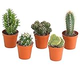 Dehner Pflanzenset Kakteen, 5 x Kaktus im Sorten-Mix, Cactaceae, ca. 10-15 cm, Ø Topf 5.5 cm, Zimmerpflanze