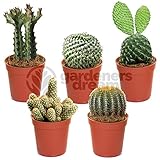 Gardeners Dream Kakteen Echte Pflanzen Set - 5er Sortiment Sukkulenten Echte Pflanzen - Zimmerpflanzen Echt - Ideale Kaktus Deko für Zuhause/Büro - Natürliches Kaktus Pflanze Set für Drinnen