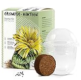GROW2GO Kakteen Starter Kit Anzuchtset - Pflanzset aus Mini-Gewächshaus, Kaktus Samen & Erde - nachhaltige Geschenkidee für Pflanzenfreunde (Echter Tigerrachen)