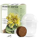 GROW2GO Kakteen Starter Kit Anzuchtset - Pflanzset aus Mini-Gewächshaus, Kaktus Samen & Erde - nachhaltige Geschenkidee für Pflanzenfreunde (Echter Tigerrachen)