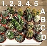 Portal Cool Set di 3 piante di Cactus Misti in 6CM Vasi. Piante, Kaktus Mix