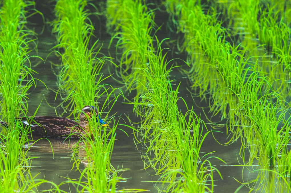 Ente-Reisfeld