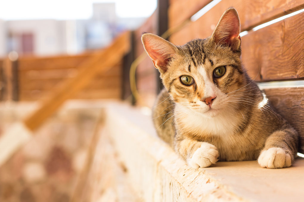 Katzen-Freigänger-was-beachten