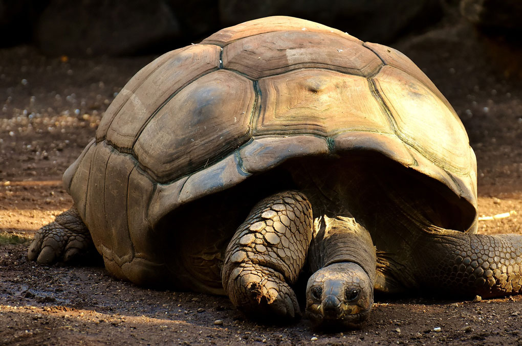 Landschildkröten-ausgewildert