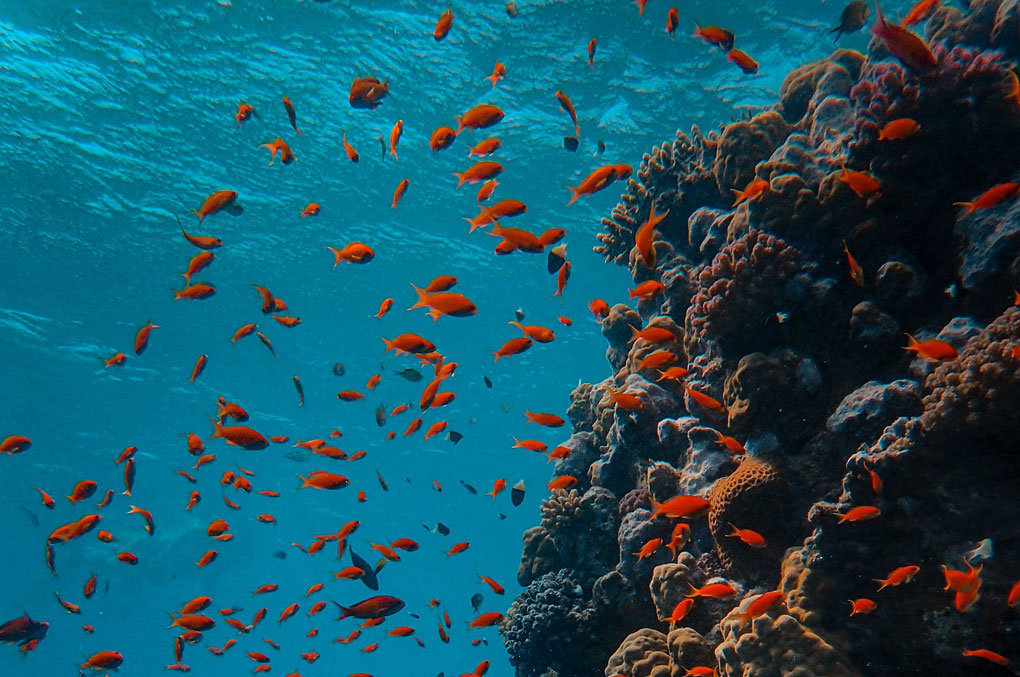 Rotes-Meer-Koralle