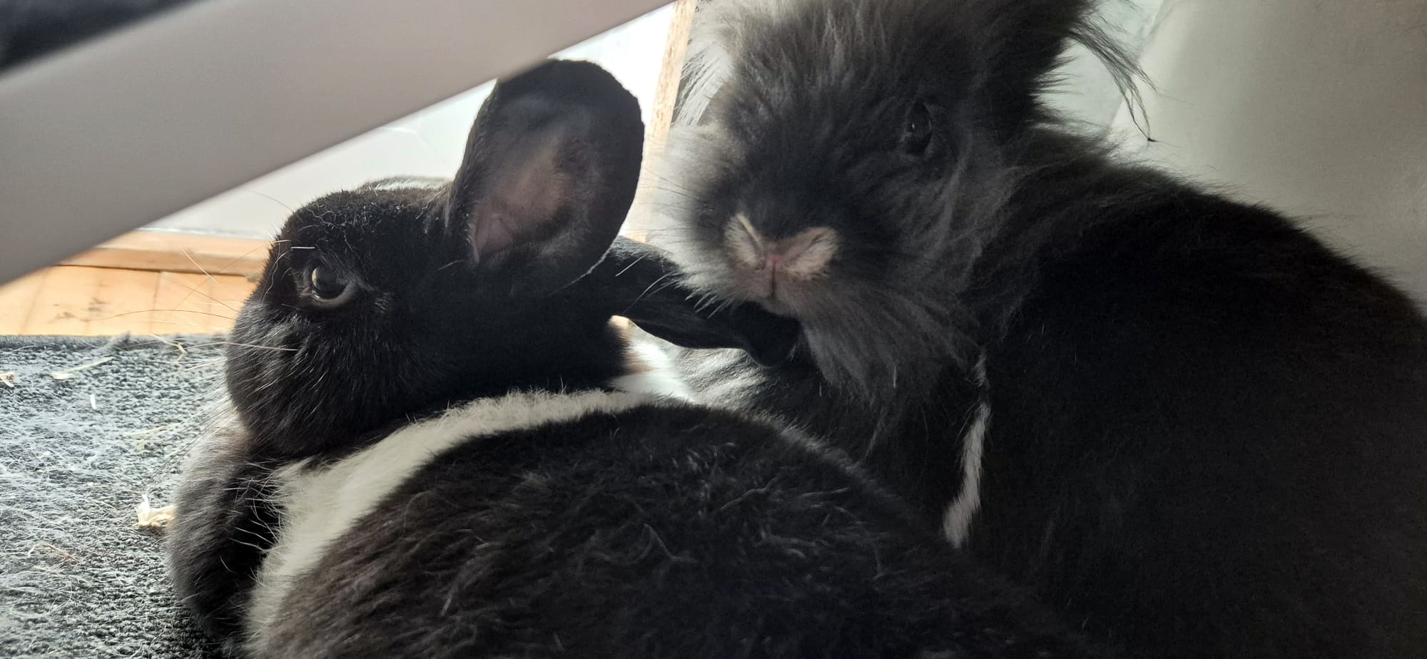 WhatsApp Image 2026 01 09 At 23.15