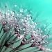 dandelion-445228_1280