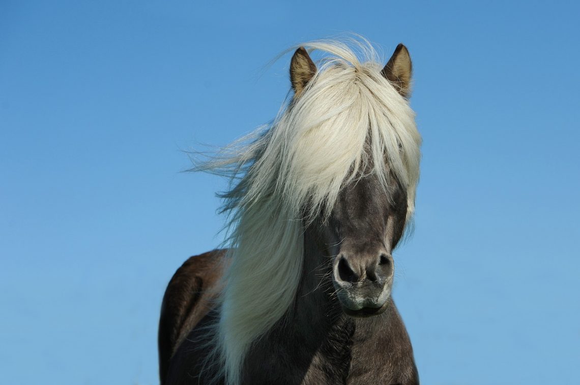 horse-1330690_1280