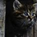 Ängstliche-Katze